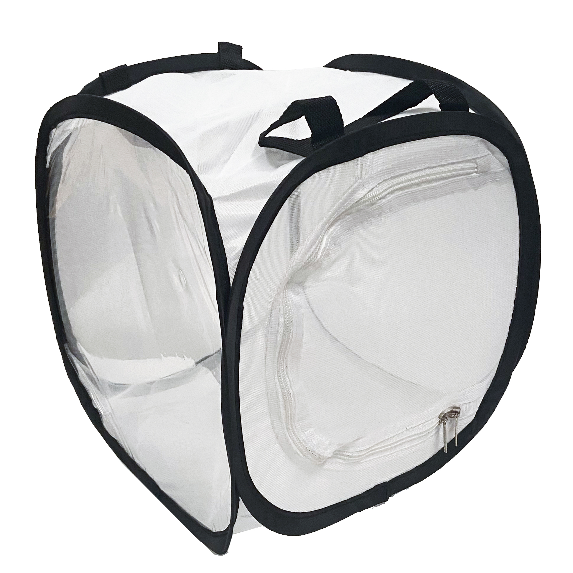 Stick Insect Starter Kit Stick Insects UK