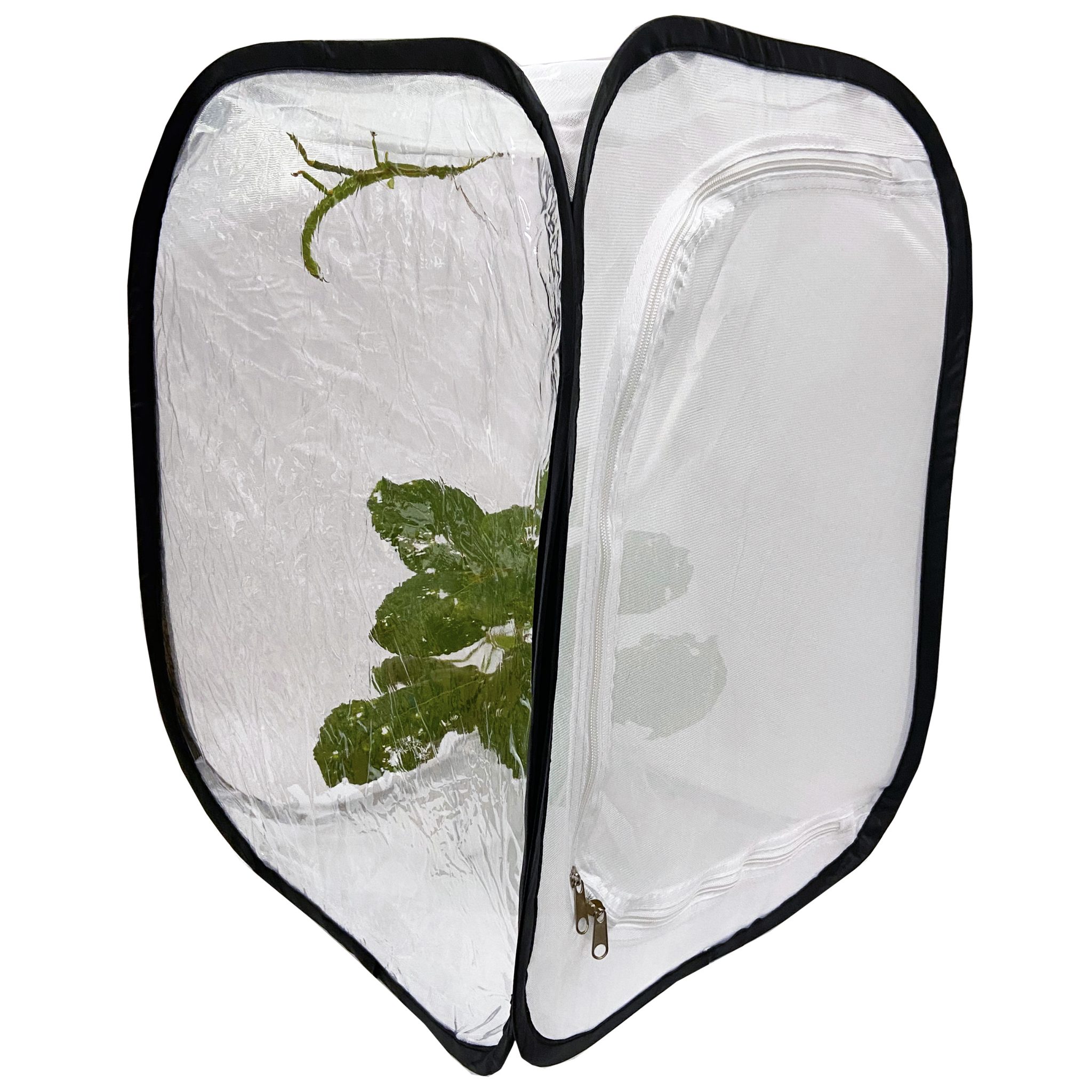 Stick Insect Price Stick Insect Cages – Stick Insects UK